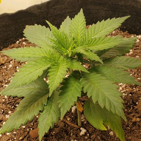 Rose growlog photo: 5PM