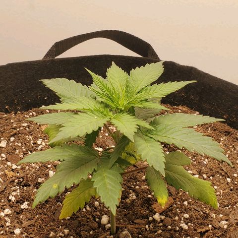 Rose growlog photo: 5PM