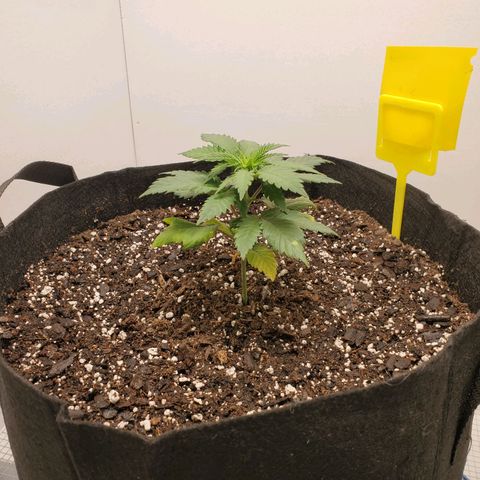 Rose growlog photo: 7:30 am before watering
