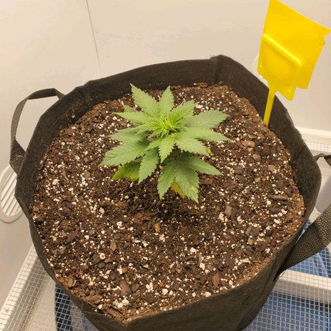 Rose growlog photo: 4:45 PM