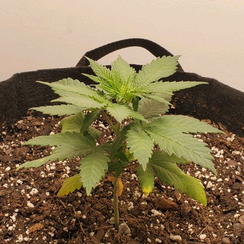 Rose growlog photo: 4:45 PM