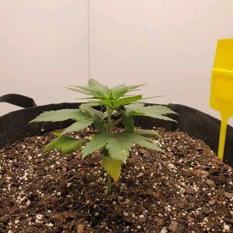 Rose growlog photo: 4:45 PM