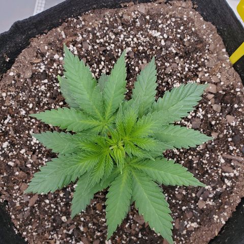 Rose growlog photo: 4:40 PM