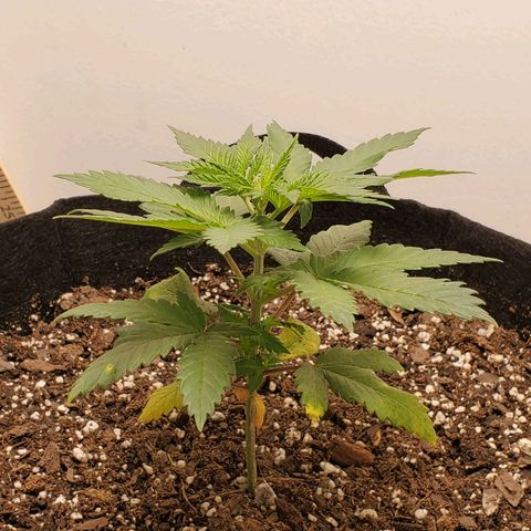 Rose growlog photo: 4:40 PM
