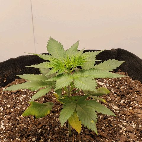 Rose growlog photo: 4:40 PM