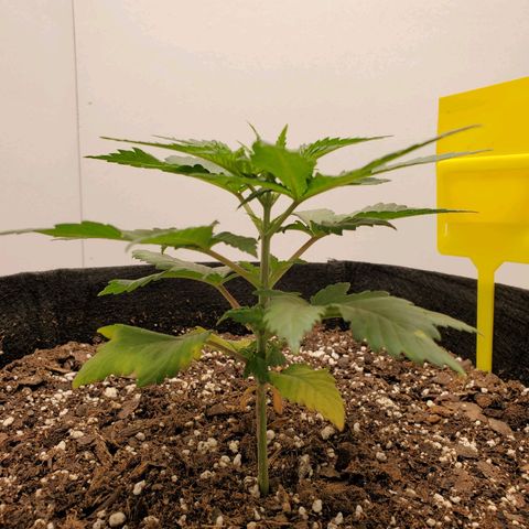 Rose growlog photo: 4:40 PM