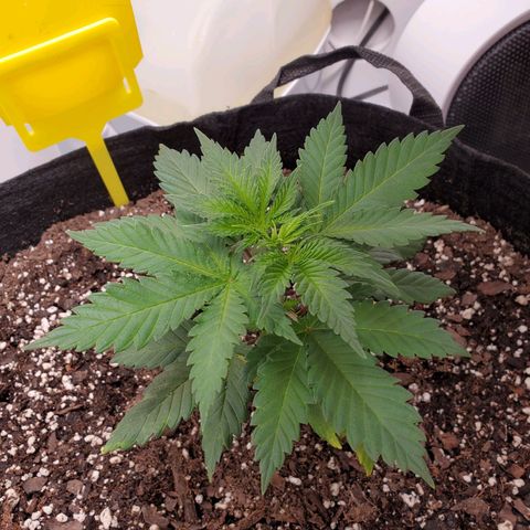 Rose growlog photo: 4:40 PM