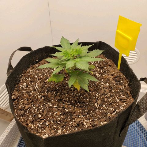 Rose growlog photo: 4:40 PM