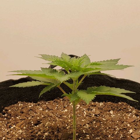 Rose growlog photo: 5:15 PM