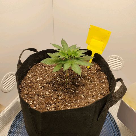 Rose growlog photo: 5:15 PM