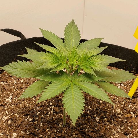 Rose growlog photo: 5:15 PM