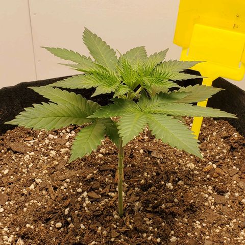 Rose growlog photo: 5:15 PM