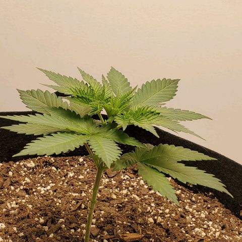Rose growlog photo: 5:15 PM