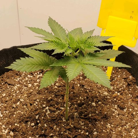 Rose growlog photo: 5:15 PM