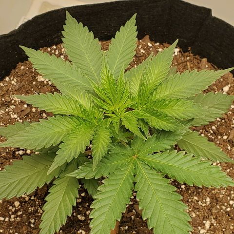 Rose growlog photo: Taken at about 5:15 PM