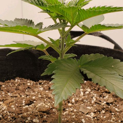 Rose growlog photo: Taken at about 5:15 PM