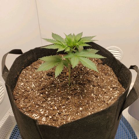Rose growlog photo: Taken at about 5:15 PM