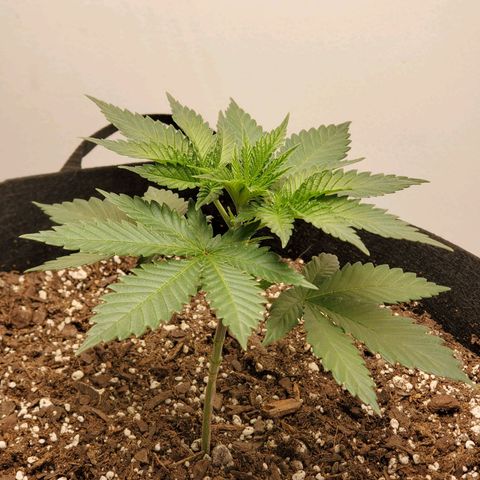 Rose growlog photo: Taken at about 5:15 PM