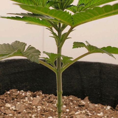 Rose growlog photo: Taken at about 5:15 PM