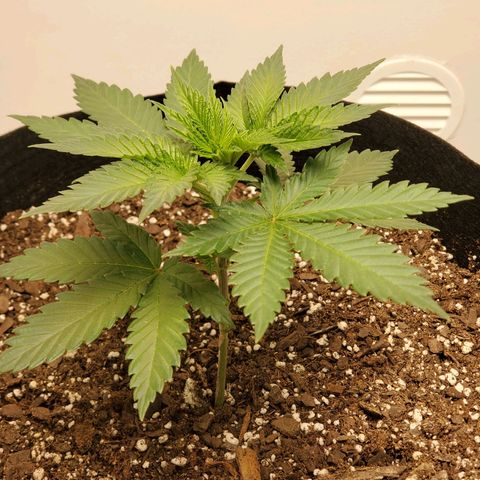 Rose growlog photo: Taken at about 5:15 PM