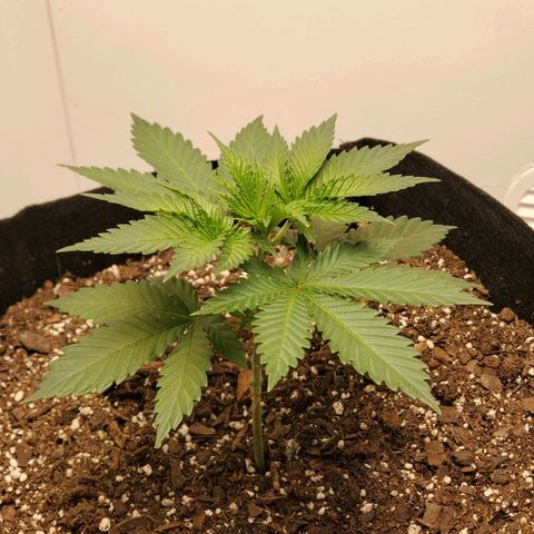 Rose growlog photo: Taken at about 5:15 PM