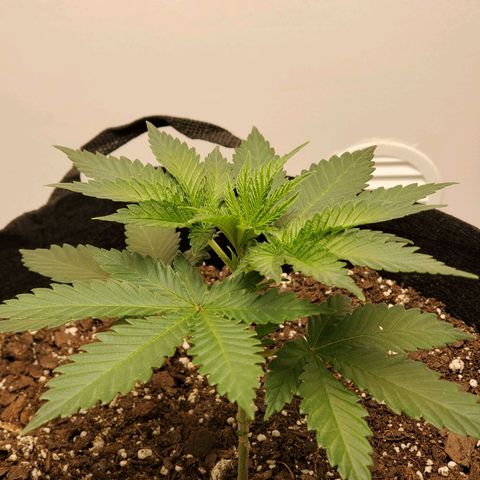 Rose growlog photo: Taken at about 5:15 PM