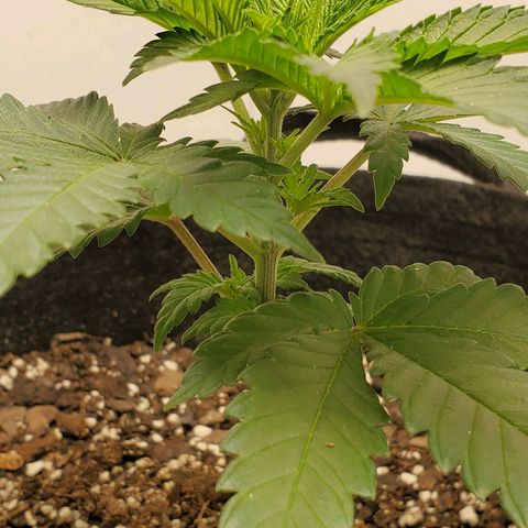 Rose growlog photo: 8:30 AM