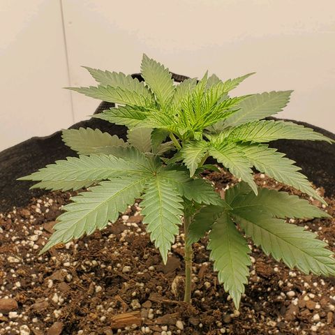 Rose growlog photo: 8:30 AM