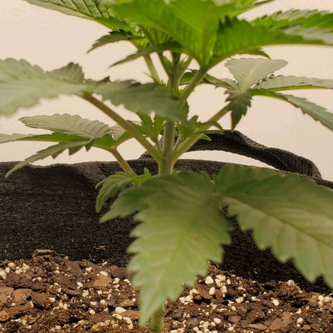 Rose growlog photo: 8:30 AM