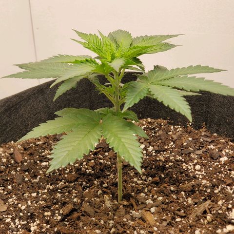 Rose growlog photo: 8:30 AM