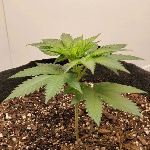 Rose growlog photo: 8:30 AM
