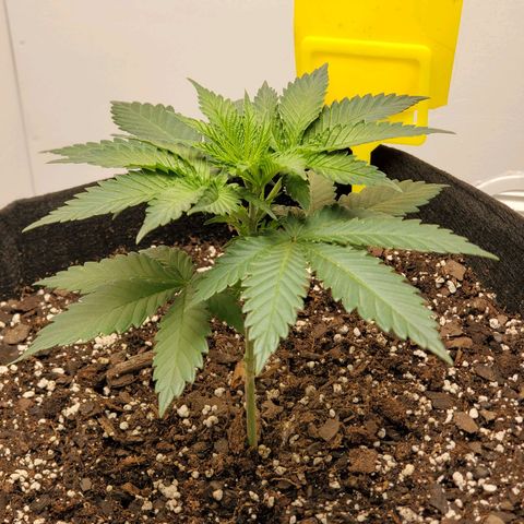 Rose growlog photo: 8:30 AM