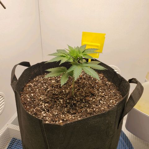 Rose growlog photo: 8:30 AM