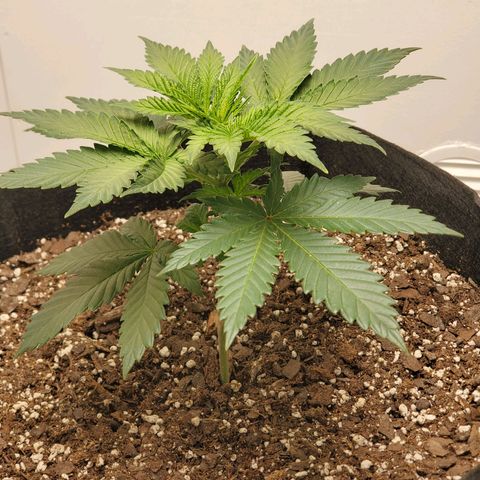 Rose growlog photo: 6 PM
