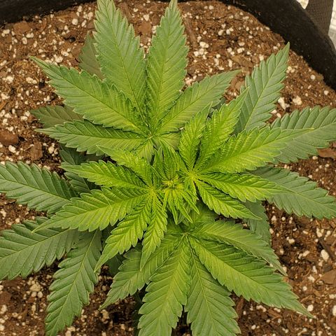 Rose growlog photo: 6 PM