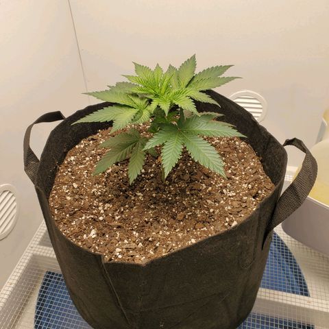 Rose growlog photo: 6 PM