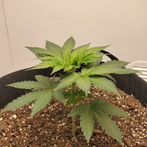Rose growlog photo: 6 PM