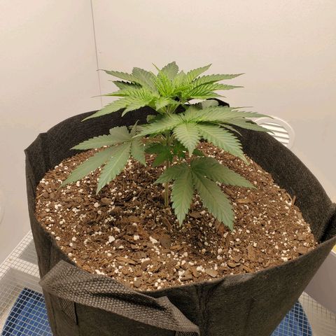 Rose growlog photo: 5 PM