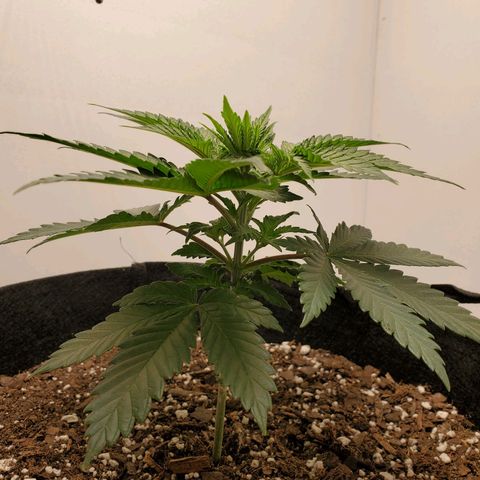 Rose growlog photo: 5 PM