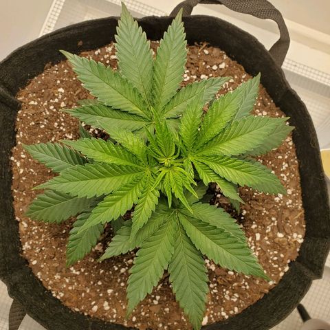 Rose growlog photo: 5 PM