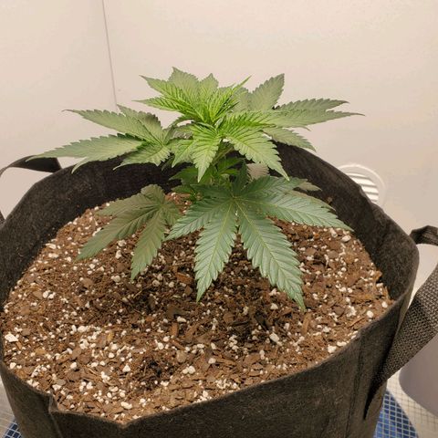 Rose growlog photo: 5 PM