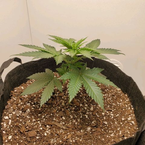 Rose growlog photo: 5 PM