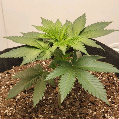 Rose growlog photo: 6 PM