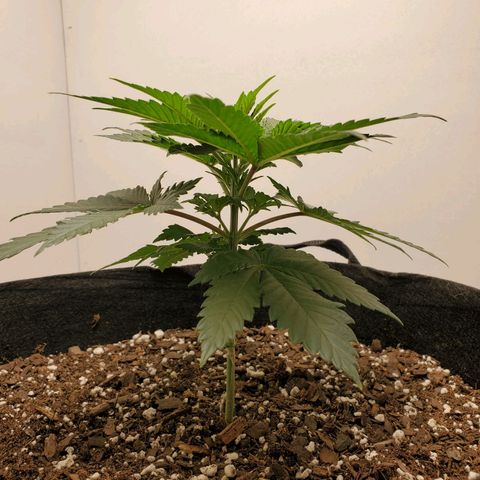 Rose growlog photo: 5 PM
