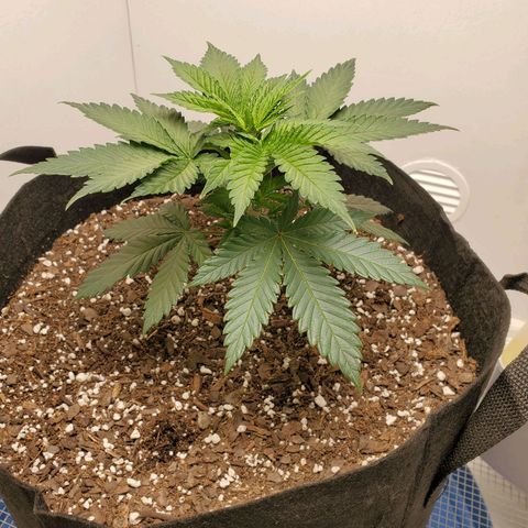 Rose growlog photo: 5 PM