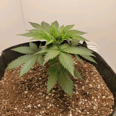 Rose growlog photo: 5 PM