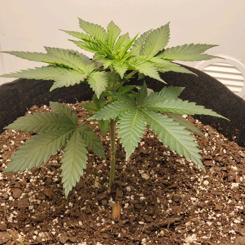 Rose growlog photo: 6 PM