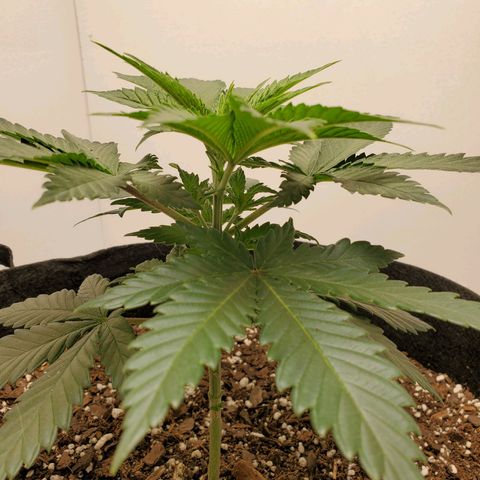 Rose growlog photo: 2 PM