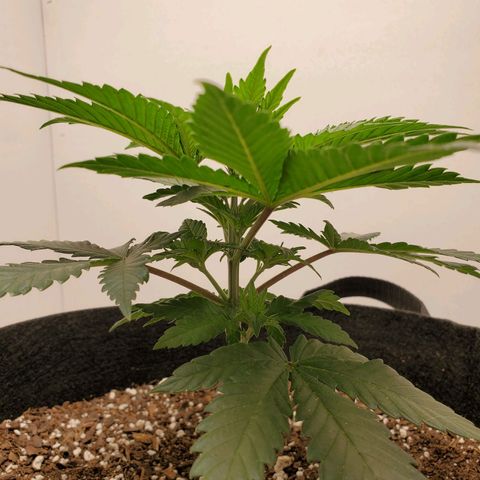 Rose growlog photo: 2 PM
