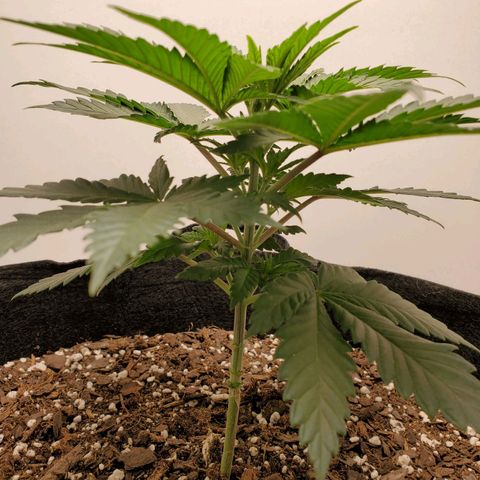 Rose growlog photo: 2 PM